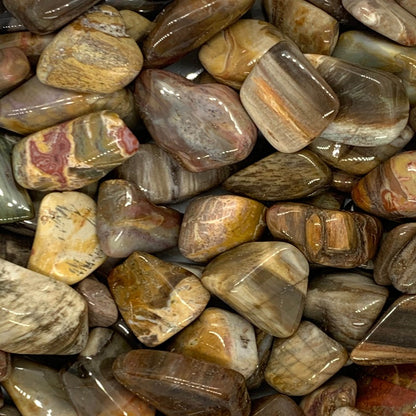 Metaphysical Gift Box Petrified Wood Tumbled Stones